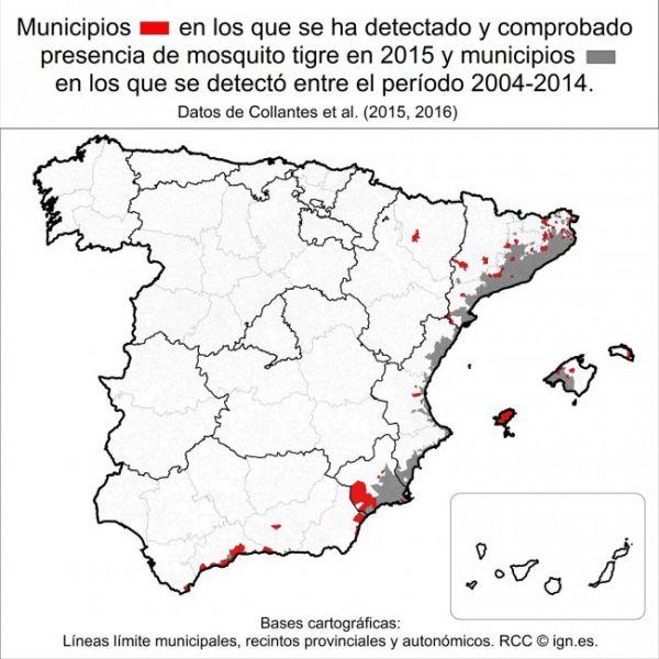 Salud vigila la aparición del mosquito tigre en Navarra