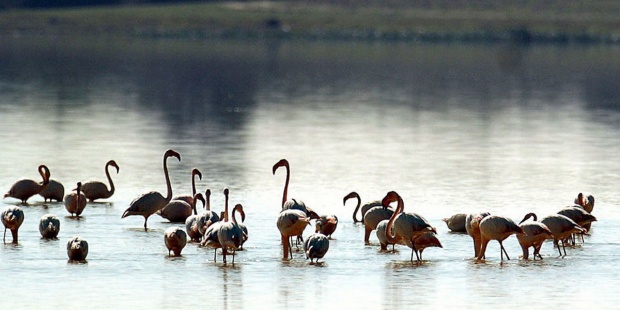 Los parques nacionales cumplen 100 años como abanderados de la biodiversidad