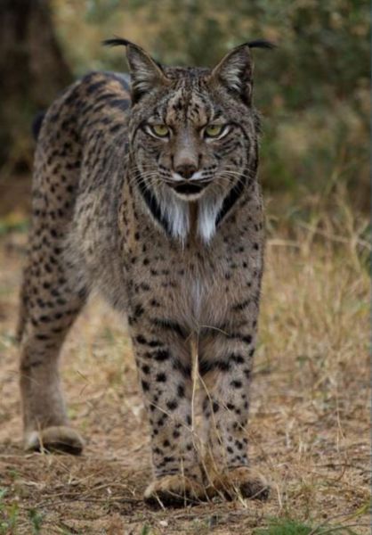 El lince ibérico, una de las especies con menor diversidad genética del mundo