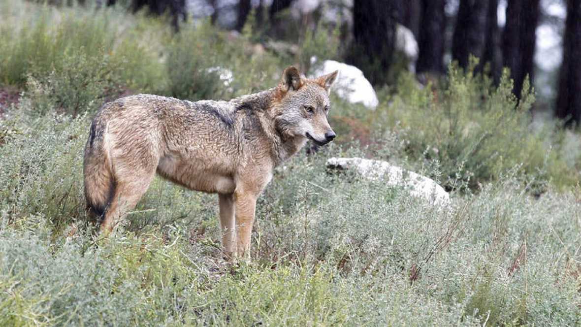 Lobo y oso, dos emblemas ibéricos de desigual reputación
