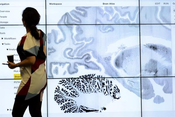 Un estudio revela que una parte del cerebro sigue creciendo durante la edad adulta