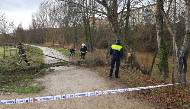 Derriban un árbol en la Vuelta de Aranzadi de Pamplona al ser roído por castores