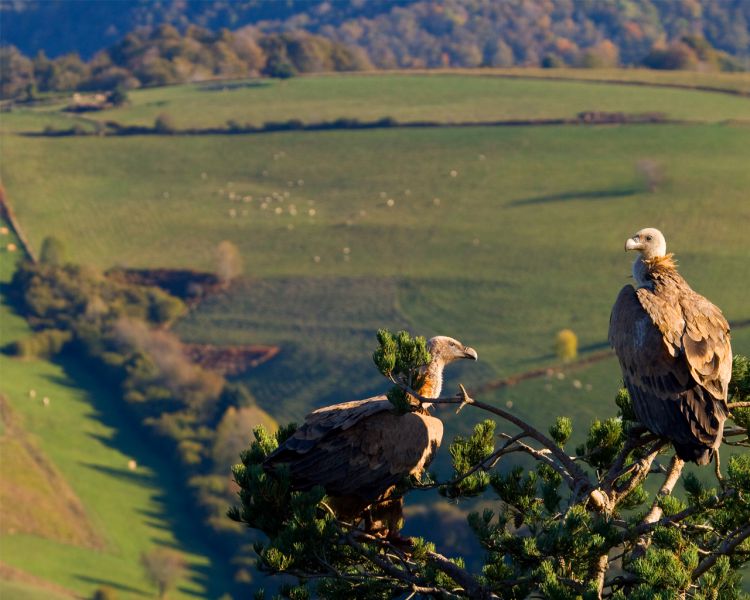 Las regiones pirenaicas se unen en un proyecto europeo de protección de las aves necrófagas