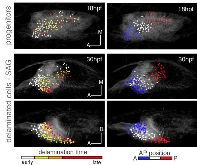 Reproducen en 4D cómo se forman las células sensoriales del oído