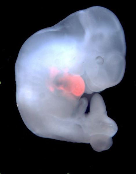 Un experimento realizado por científicos demuestra la viabilidad de fabricar órganos humanos en cerdos