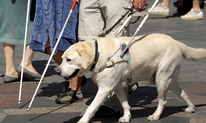 Las personas acompañadas por perros de asistencia tendrán garantizado su acceso a los espacios públicos