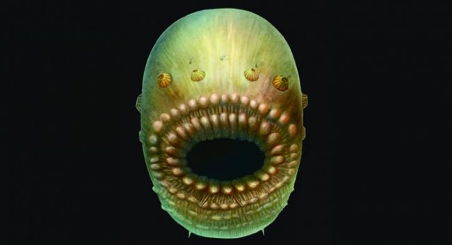 Saccorhytus, la criatura marina que pudo ser el primer abuelo del ser humano