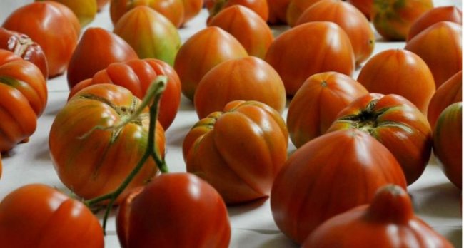 ¿Por qué los tomates ya no saben a nada?