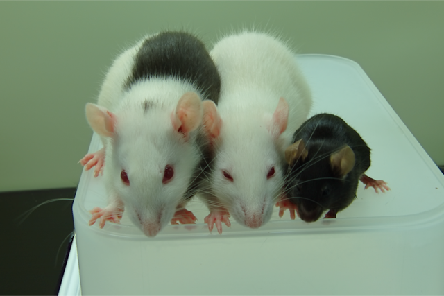 Órganos desarrollados en otras especies, los posibles trasplantes del futuro