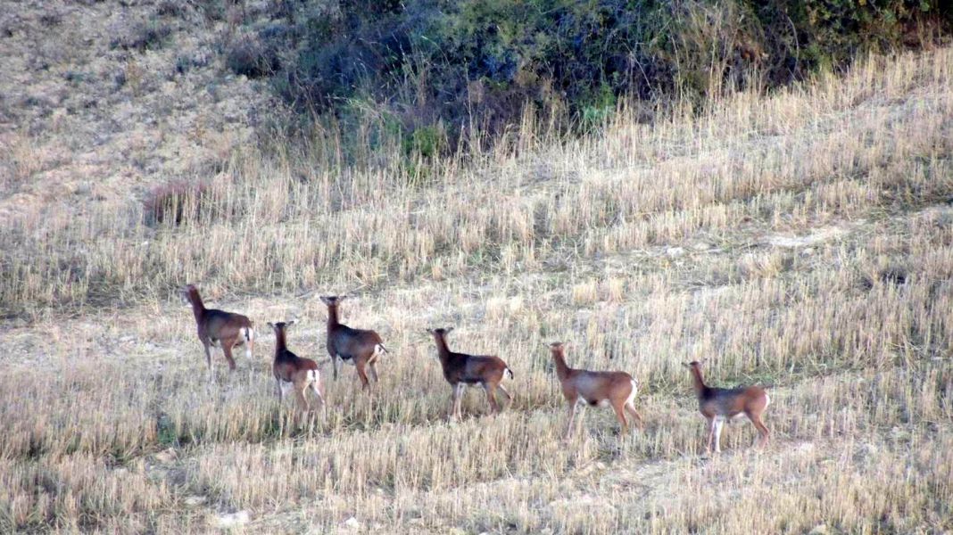 El Gobierno de Navarra autoriza la caza de muflones en 10 cotos de Valdorba