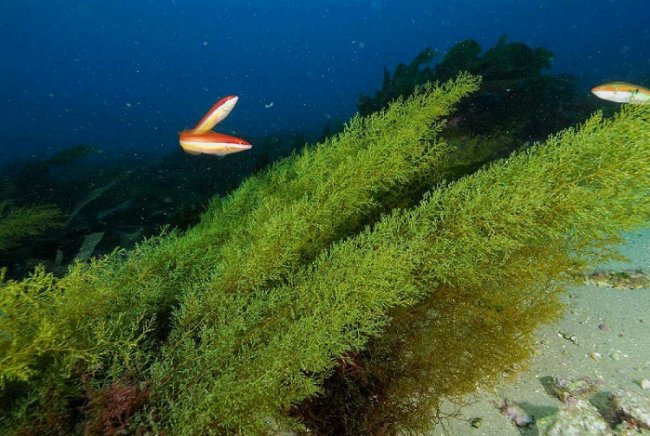 Los prados marinos reducen a la mitad la contaminación de mares y océanos