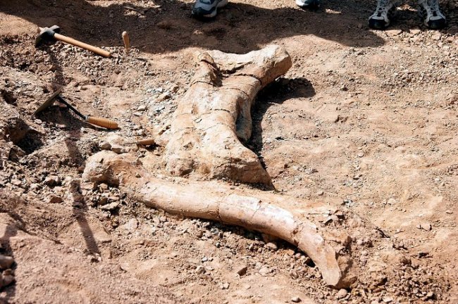 Hallan un yacimiento de huesos fósiles de dinosaurio en Burgos