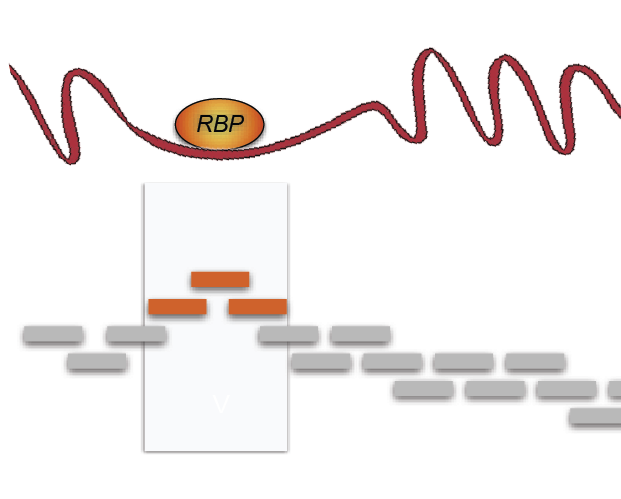 Un algoritmo predice las interacciones de las proteínas en las células
