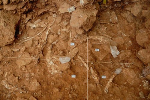 Los hombres de Atapuerca ya cazaban organizados en grupos