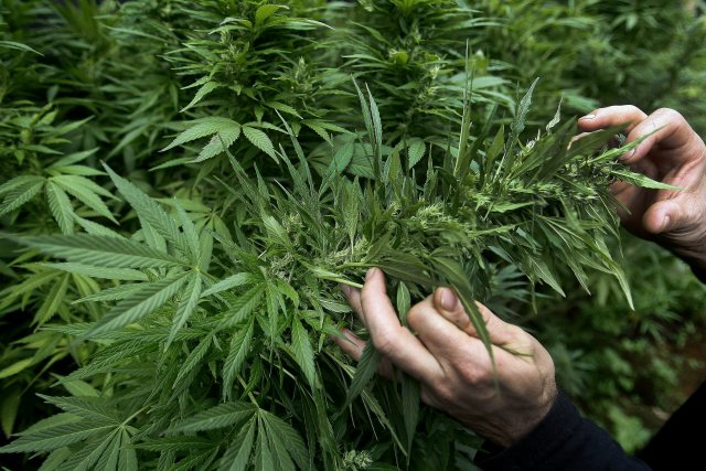 Cannabis terapéutico: Nada que ver con fumarse un porro