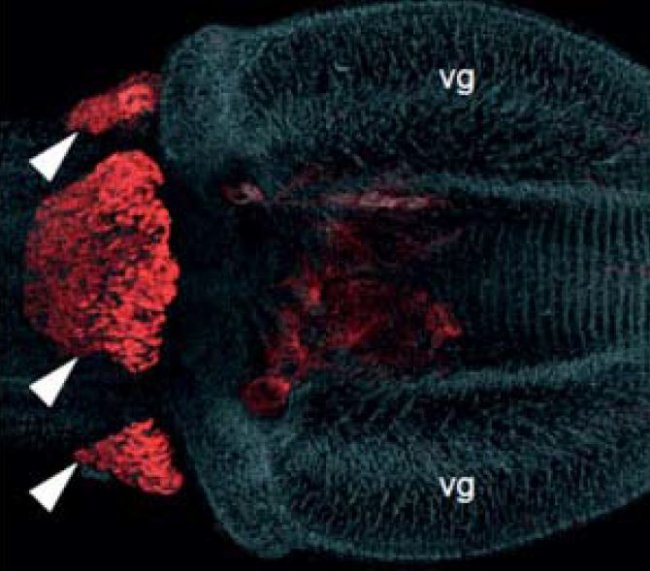 La neurotoxina de unos gusanos marinos con alto potencial médico