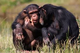 El tamaño del cerebro de los primates viene determinado por la dieta