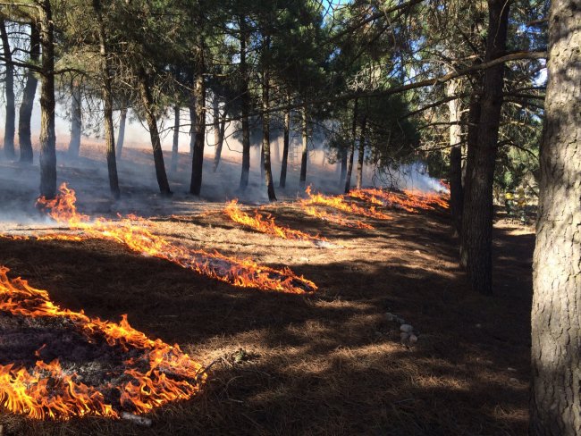Algunos incendios forestales favorecen más variedad de animales y plantas