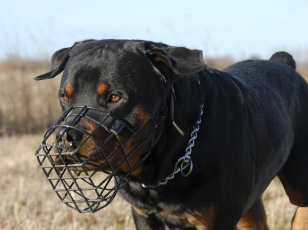 Las policías locales de Navarra podrán dar licencia a propietarios de animales peligrosos