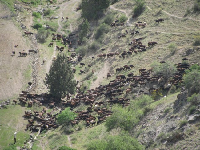 El pastoreo nómada originó la Ruta de la Seda hace 4.000 años