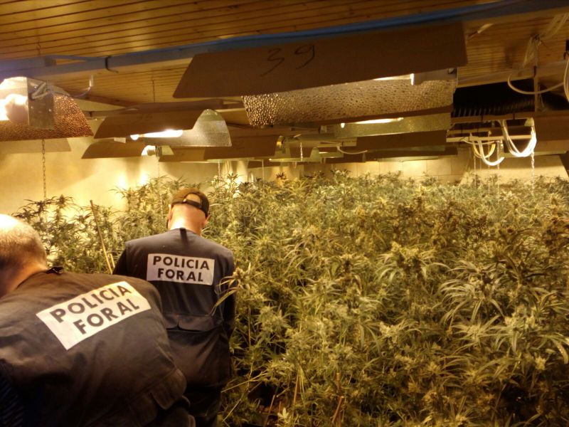 La Policía Foral interviene 2.256 plantas de marihuana en Orcoyen en una operación antidroga y contra la explotación sexual