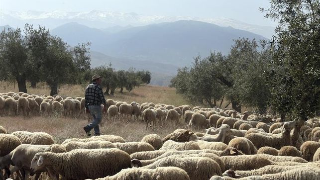 El Generalife recupera su pasto con un rebaño monumental
