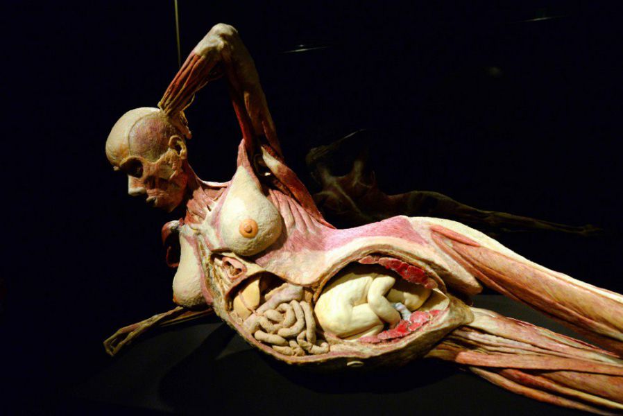 Una exposición sobre anatomía en Roma cancela un espectáculo que causó desmayos