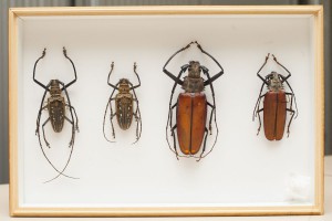 Escarabajos de la familia de los cerambícidos