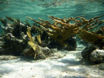 Los corales caribeños poseen activos contra el VIH