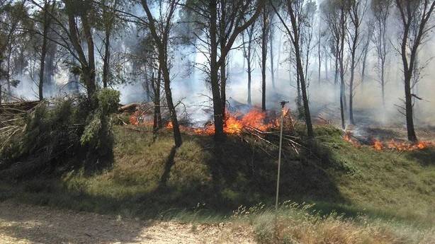Bomberos trabajan en la extinción de incendio en un pinar en Falces