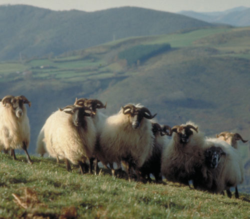 Navarra y Euskadi promoverán un plan conjunto para la dinamización del sector de ovino de leche latxo
