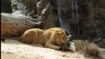 PBD Tres crías de león de Angola llegan al zoológico de Tenerife