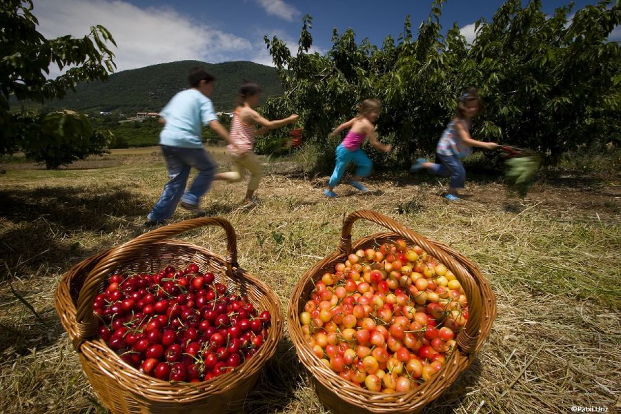 El ‘Día de la Cereza’ de Milagro rinde homenaje a la música en su mayoría de edad