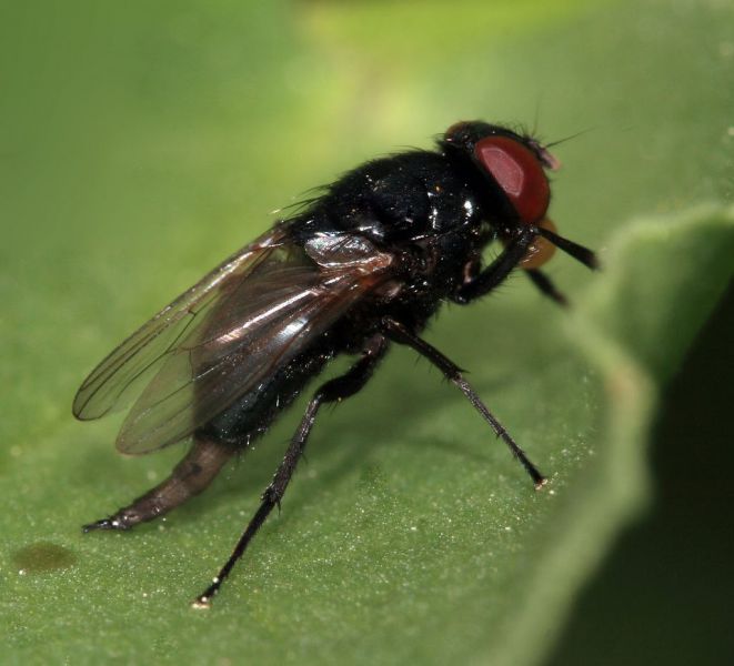 Madrid y Zaragoza luchan contra la 'mosca negra', un insecto que 'muerde' y produce reacciones alérgicas