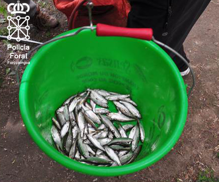Policía Foral denuncia a la Federación Navarra de Pesca por no verificar el sacrificio de especies invasoras en sus competiciones deportivas