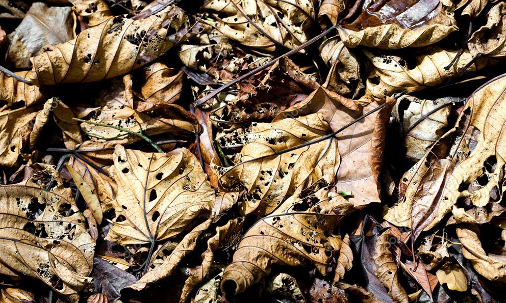 Descubren que las hojas en descomposición producen gases efecto invernadero