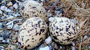 ¿Por qué son ovalados los huevos de muchas aves?