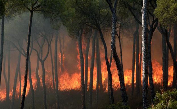 Catorce medios aéreos se incorporan a la extinción del incendio de Moguer