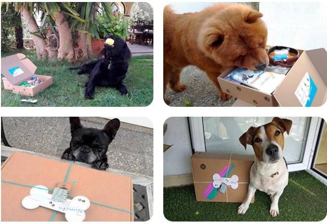 Nace el primer buscador especializado en residencias para mascotas en España