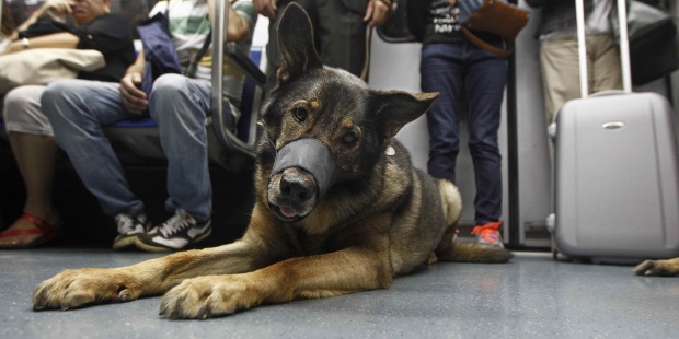 Unos 350 perros viajan al día en el Metro de Madrid