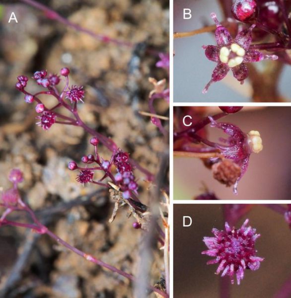 Hallan en Japón una nueva especie de planta que no hace la fotosíntesis