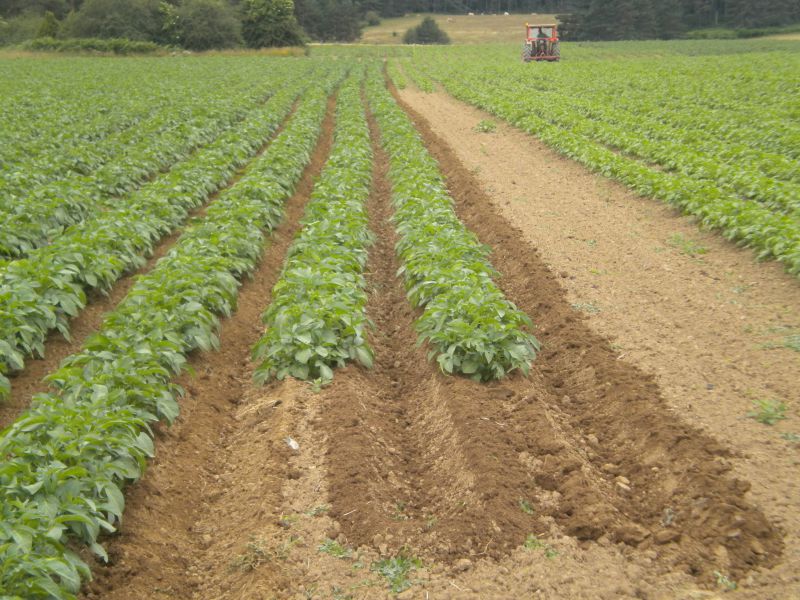 El cultivo de patata de siembra ecológica,  alternativa para la actividad ganadera de los valles pirenaicos navarros