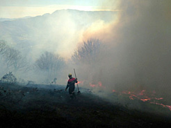 Arden 4 has. de pinar en el incendio provocado ayer por un rayo en Arróniz