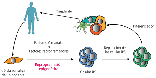 Japón hará los primeros tests clínicos con un fármaco creado con células iPS