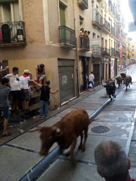 Largo y con una vaca rezagada en el primer encierro en Estella