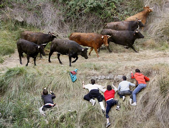 Cuarto encierro del Pilón de Falces rápido y sin heridos
