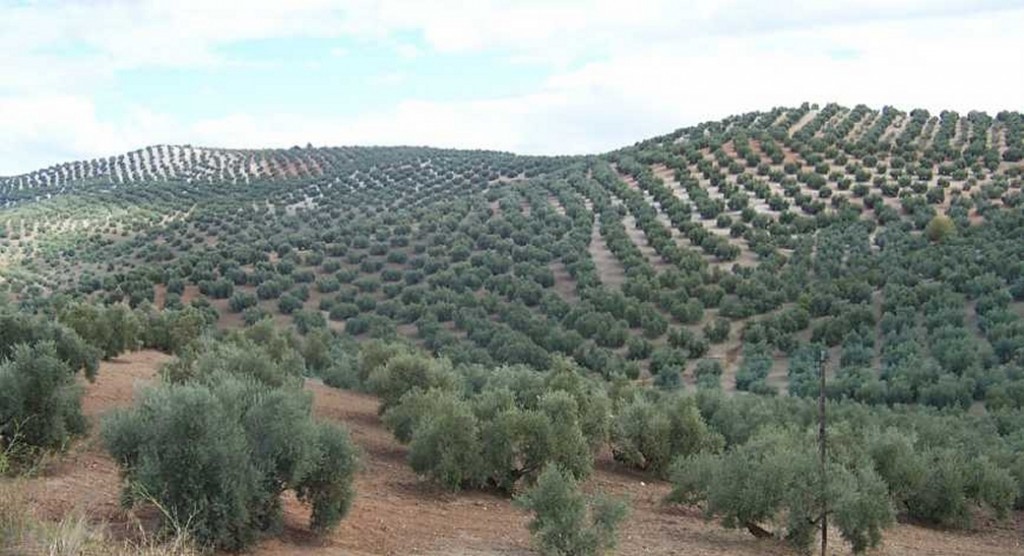 Cuando arrancar olivos no basta para deshacerse de la bacteria que los mata