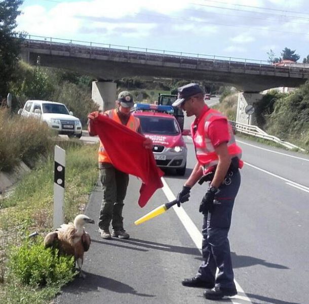 El atropello a un buitre en Olóriz provoca un accidente de tráfico
