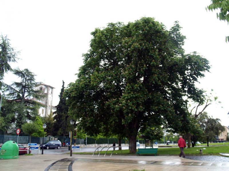 El Ayuntamiento de Pamplona pone en marcha «El árbol del barrio»