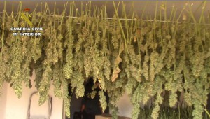 marihuana.jpg 2 jpg